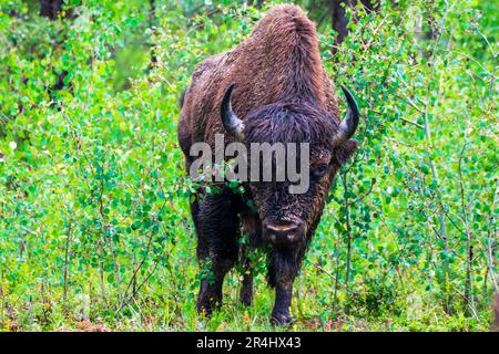 Wood Bison im Wood Bison Natinal Park, in den Northwest Territories und Alberta, Kanada Stockfoto