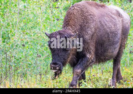 Wood Bison im Wood Bison Natinal Park, in den Northwest Territories und Alberta, Kanada Stockfoto