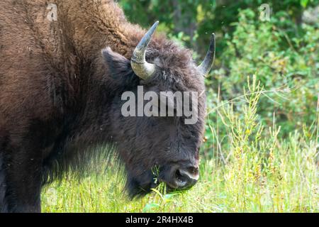 Wood Bison im Wood Bison Natinal Park, in den Northwest Territories und Alberta, Kanada Stockfoto