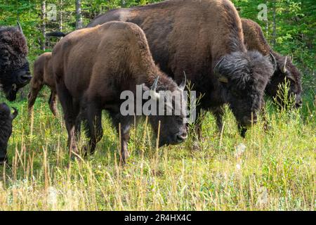 Wood Bison im Wood Bison Natinal Park, in den Northwest Territories und Alberta, Kanada Stockfoto