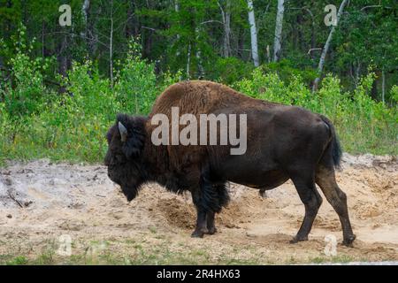 Wood Bison im Wood Bison Natinal Park, in den Northwest Territories und Alberta, Kanada Stockfoto