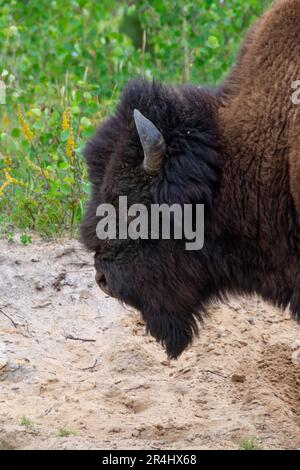 Wood Bison im Wood Bison Natinal Park, in den Northwest Territories und Alberta, Kanada Stockfoto