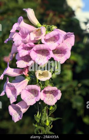 Pink snapdragon in Blüte aus der Nähe gesehen Stockfoto