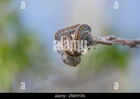 Raupe mit schwarzem Adenweiß (Aporia crataegi). Stockfoto