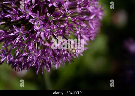 Biene sitzt auf einer nektarreichen lila Allium-Blume. Allium sieht nicht nur gut im Garten aus, die Pflanze ist auch gut für Insekten. Konzentrier dich auf die Biene Stockfoto