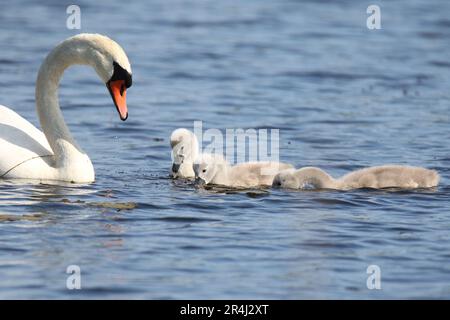 Mutter stummer Schwan, der im Frühling mit drei Zygneten auf einem blauen See schwimmt Stockfoto