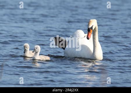 Männlicher stummer Schwan Cygnus, der im Frühling mit zwei Zygneten auf einem blauen See schwimmt Stockfoto