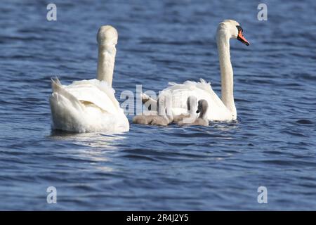 Ein Paar stumme Schwäne, die im Frühling mit vier Zygneten auf einem blauen See schwimmen Stockfoto