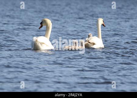 Ein stummer Schwan, der mit fünf Zygneten auf einem blauen See im Frühling 1 schwimmt, reitet auf dem Rücken der Mutter Stockfoto