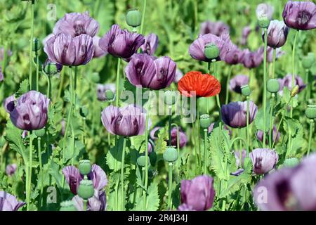 Ein roter Mohn, umgeben von violettem Mohn auf einem Feld in der Slowakei Stockfoto