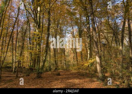 Buchenwald mit goldenen Blättern im Herbst. Der Boden ist mit heruntergefallenen Blättern bedeckt und der Himmel ist blau. Buchenwald d'en Jordà, Katalonien, Spanien. Stockfoto