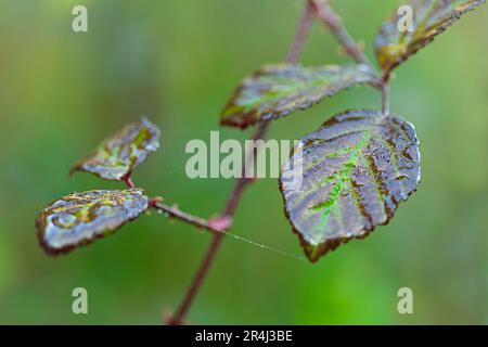 Blätter eines Zweigs voll Wasser aus dem Tau bei Ankunft der Quelle. Selektiver Fokus. Stockfoto