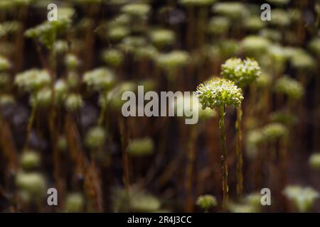 Eine Wiese voller blühender Sedum sediforme. Selektiver Fokus, Teile unscharf. Stockfoto