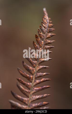 Schmales Blatt eines trockenen braunfarbenen Farns. Selektive Fokussierung, Bereiche außerhalb des Fokus. Stockfoto