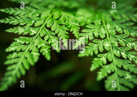 Frische grüne Blätter eines Farns mit Wassertropfen, die sie im Wald hinunterlaufen. Bewegungseffekt. Selektiver Fokus. Stockfoto