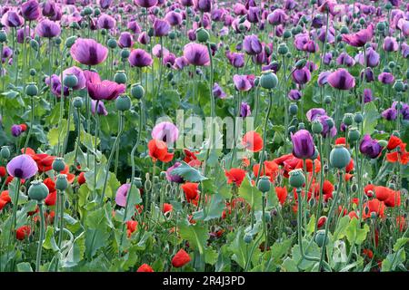 Leuchtendes violettes und rotes Mohnfeld in voller Blüte in der Slowakei Stockfoto