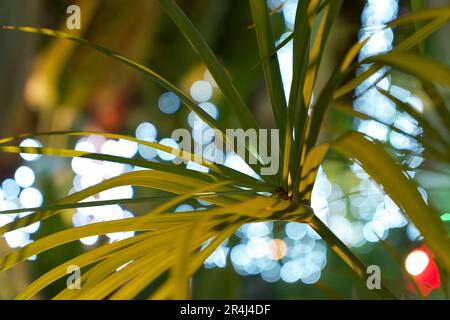 Nahaufnahme eines Palmenblattes mit einem verschwommenen Nachthintergrund, um die komplexen Details der Natur vor dem Hintergrund der Dunkelheit einzufangen. Stockfoto