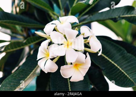 Eine Blüte weißer Sandelholzblumen auf einem Ast mit grünen Blättern. Fünfblütige Blumen. Stockfoto