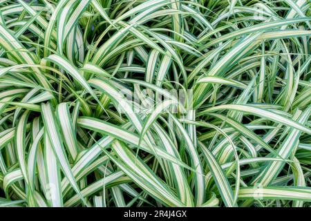 Carex morrowii, die Kan suge, Morrow's sedge, Japanese Grass sedge oder Japanese sedge ist eine Art Blütenpflanze in der Familie Cyperaceae. Üppig Stockfoto