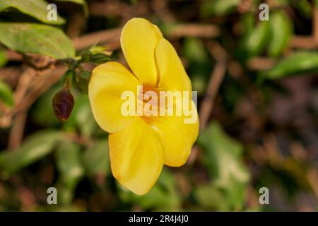 Eine große gelbe, fünfblütige Blume, eine Nahaufnahme. Goldene Trompete Vine, Allamandra cathartica. Stockfoto