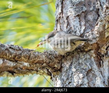 Ein braunköpfiger Nacktschnecke, der sich von einem Samen des Kiefernholzes ernährt. Stockfoto