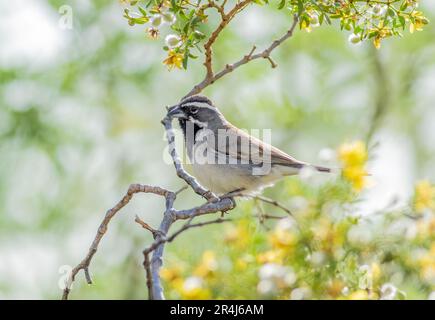 Ein Schwarzkehlchen, hoch oben auf einem Ast in einem blühenden Wüstenbusch. Stockfoto