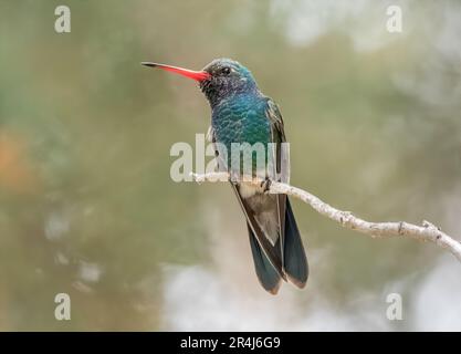 Ein männlicher Kolibri, hoch oben auf einem Ast im Madera Canyon Arizona. Stockfoto