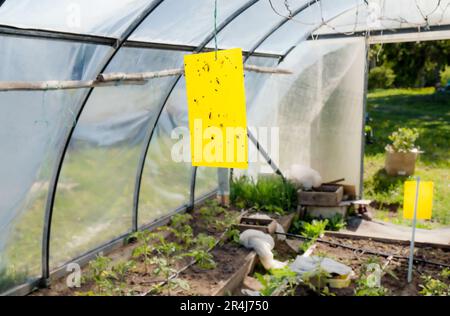 Gelbes klebriges, fliegendes Insektenklebebrett, das im Gewächshaus hängt. Das landwirtschaftliche Schädlingsbekämpfungskonzept. Stockfoto