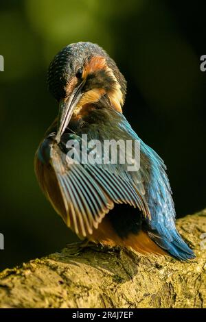 Eisvogel Stockfoto