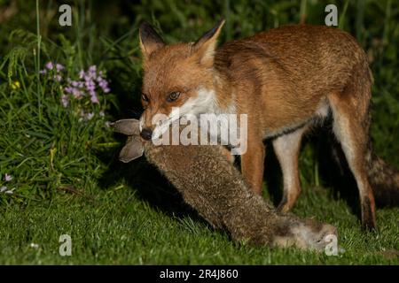 Urban Fuchs Stockfoto