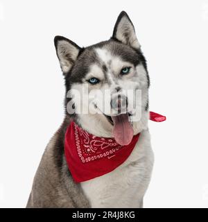 Seitenansicht eines süßen kleinen Husky mit rotem Bandana, das aus der Zunge ragt, vor weißem Hintergrund im Studio Stockfoto