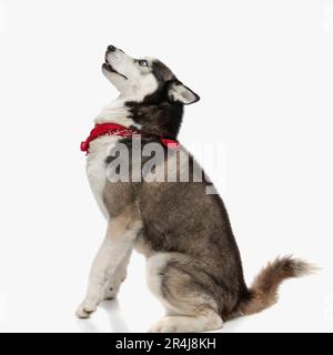 Seitenansicht eines bezaubernden Husky mit rotem Bandana, das vor weißem Hintergrund sitzt und nach oben blickt Stockfoto