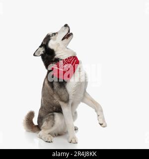 Von der Seite aus sehen Sie süße Husky mit rotem Bandana, die auf seltsame Weise nach oben schaut, während Sie vor weißem Hintergrund sitzen Stockfoto