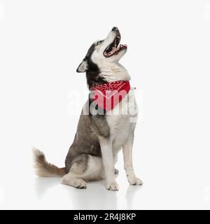 Seitlicher Blick auf den aufgeregten Husky Dog mit rotem Bandana, der nach oben schaute und keuchte, während er vor weißem Hintergrund im Studio saß Stockfoto