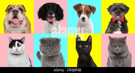 Collage mit verschiedenen Katzen- und Hundearten vor pinkfarbenem, blauem und gelbem Hintergrund im Studio, Konzept der Vielfalt Stockfoto