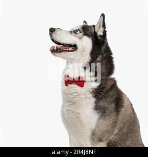 Aufgeregter Husky-Hund mit roter Fliege, der zur Seite blickt und keucht, während er vor weißem Hintergrund im Studio sitzt Stockfoto