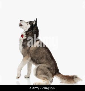 Wunderschöner Husky mit roter Fliege, schaut nach oben, keucht und macht sich bereit, vor weißem Hintergrund zu springen Stockfoto