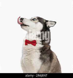 Elegantes Husky mit roter Fliege, die aus der Zunge ragt, die Nase leckt und zur Seite blickt, während Sie vor weißem Hintergrund sitzen Stockfoto