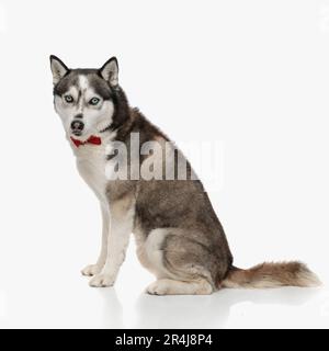 Seitenansicht eines eleganten Husky-Hundes mit roter Fliege, der im Studio sitzt und vor weißem Hintergrund nach vorn schaut Stockfoto