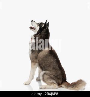 Süßer Husky mit Fliege im Sitzen, die nach oben blickt und vor weißem Hintergrund die Zunge herausragt Stockfoto