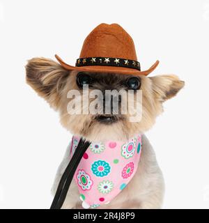 Lustiger yorkie-Hund mit Cowboyhut und rosa Bandana um den Hals, der nach vorne schaut und vor weißem Hintergrund im Studio sitzt Stockfoto