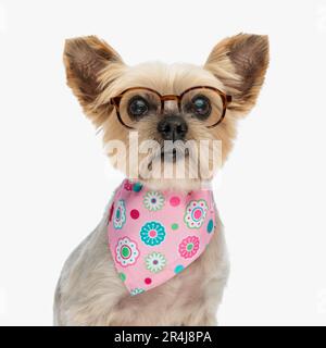 Porträt eines alten yorkshire Terrier Dog mit Brille und Bandana, der vor weißem Hintergrund sitzt und sich nach vorne freut Stockfoto