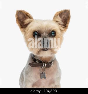 Porträt des niedlichen Little yorkshire Terrier Hündchens mit Kragen und Blick nach vorne, während er vor weißem Hintergrund sitzt Stockfoto