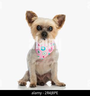 Der niedliche yorkshire Terrier Dog trägt ein rosa Bandana und sitzt, während er vor weißem Hintergrund nach vorn blickt Stockfoto