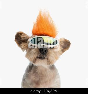 Lustiger yorkshire Terrier mit verrückter Punkperücke und Brille, sitzt vor weißem Hintergrund im Studio Stockfoto