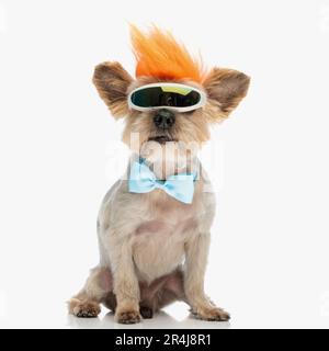 Der süße kleine yorkie-Hund trägt eine Schneebrille, eine Fliege und eine Punkperücke, um seinen Teenager-Geist auf weißem Hintergrund am Leben zu erhalten Stockfoto