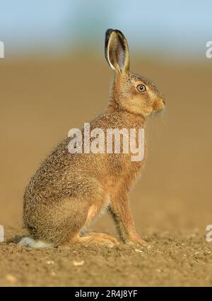 Hase-Porträt Stockfoto