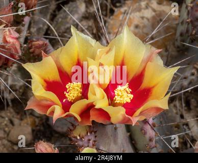 Stachelige Birne in Blüte. Arizona Cactus Garden in Palo Alto, Kalifornien. Stockfoto