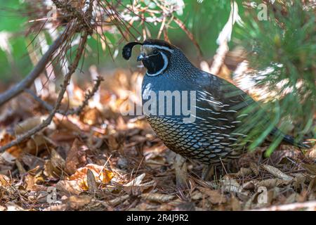 Erwachsener männlicher Wachtel (Callipepla californica) Stockfoto