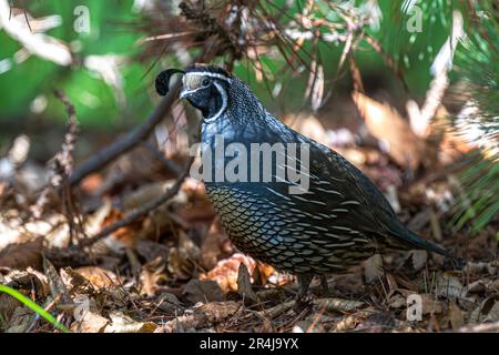 Erwachsener männlicher Wachtel (Callipepla californica) Stockfoto